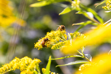 Bees On a Flower