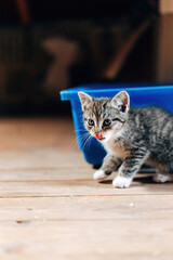 Obraz premium Adorable Kittens Playing