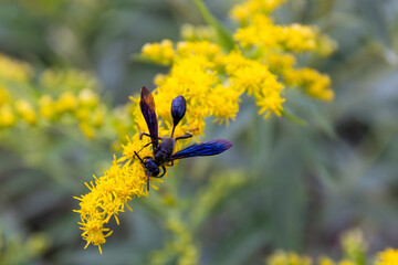 Hornet On a Flower