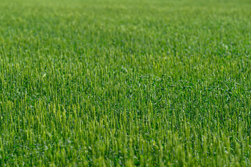 Vibrant Green Fields Quietly Stretching Beneath a Beautiful Blue Sky on a Warm Summer Day