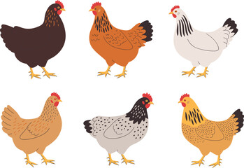 colorful chicken illustrations showcasing diverse feather patterns and breeds – perfect for farming, education, design, and vector art projects