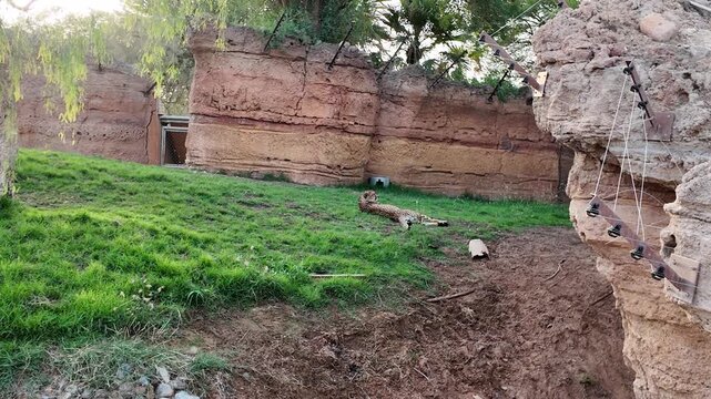A cheetah rests calmly on a green grassy lawn within a rugged rocky enclosure.