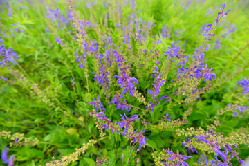 Vibrant Purple Wildflowers Set Against a Lush Green Background, Creating a Stunning Scene