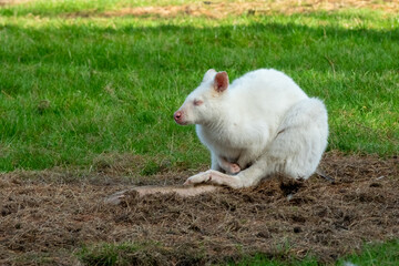 Albino wallaby resting on dry grass in nature