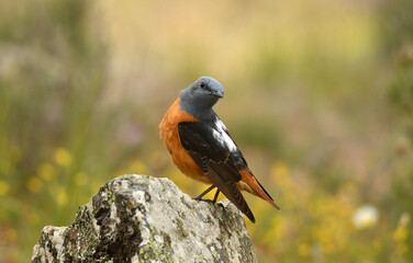 roquero rojo en primavera