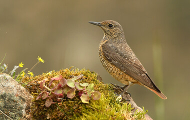 roquero rojo en primavera