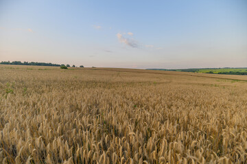 A Beautiful Golden Wheat Field Spreading Wide Under a Clear, Vibrant Blue Sky at Dusk Time