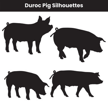 Duroc Pig Silhouettes