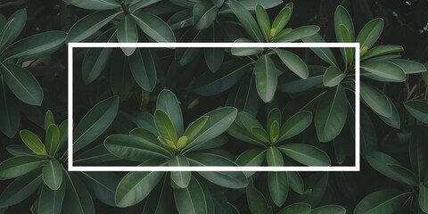 Green leaves background with a white frame natural foliage backdrop perfect for adding text or graphics