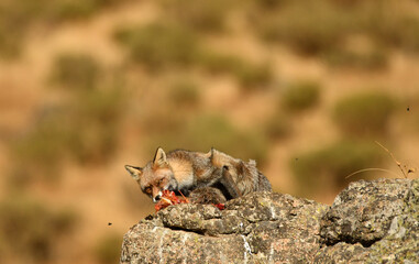 joven aguila se alimenta en el campo