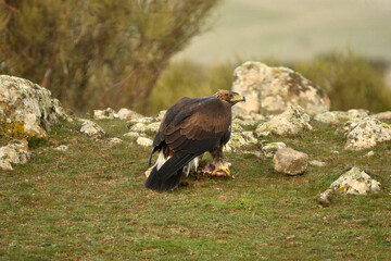 joven aguila real