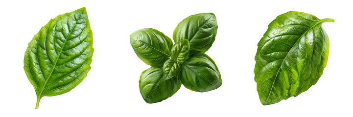 Three vibrant green basil leaves with detailed texture and veins isolated on a transparent background