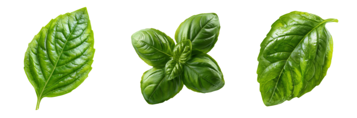 Three vibrant green basil leaves with detailed texture and veins isolated on a transparent background