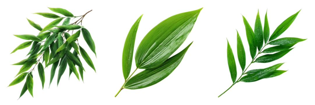 Three vibrant green leafy branches with water droplets isolated on a transparent background