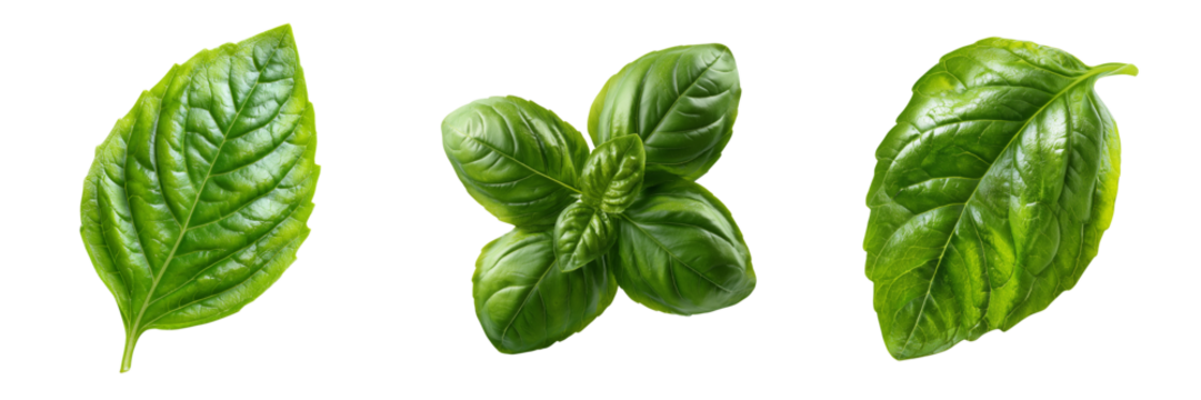 Three vibrant green basil leaves with detailed texture and veins isolated on a transparent background