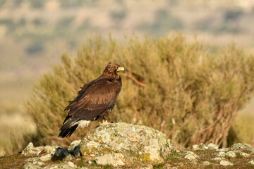 joven aguila real