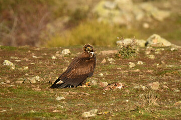 joven aguila real