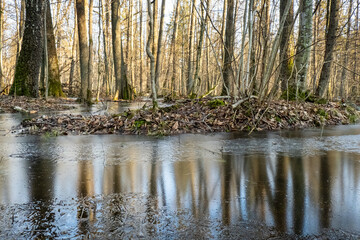 Bogs in the Bialowieza Forest in their winter guise in Poland