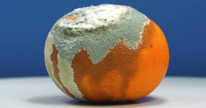Tangerine covered with mold with aflatoxins. Rotten mandarin. Rotten citrus fruit rotates on dark blue background