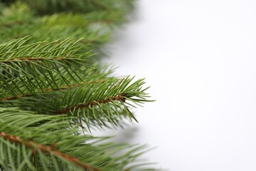 Christmas tree branches on white background, closeup. Space for text