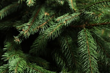 Beautiful Christmas tree branches as background, closeup