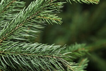 Beautiful Christmas tree branches as background, selective focus. Space for text