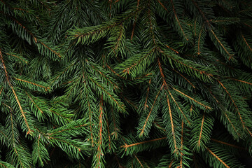 Beautiful Christmas tree branches as background, closeup