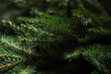 Beautiful Christmas tree branches as background, closeup