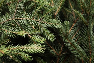 Beautiful Christmas tree branches as background, closeup