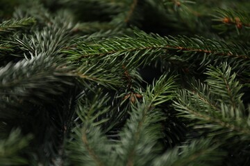 Beautiful Christmas tree branches as background, closeup