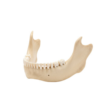 Detailed anatomical rendering of a human mandible showcasing teeth on a neutral setting
