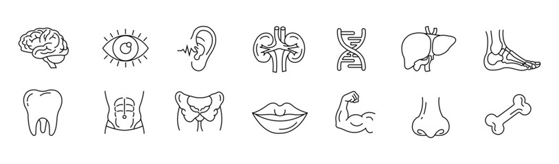 Human organs line icon set. Editable outline body parts, brain, eye, kidney, tooth, muscle, nose, dna, and more. body parts related icons. Vector illustration