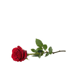 Elegant single red rose lying horizontally with its stem and leaves on a clean backdrop