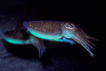 Beautiful, brightly colored Cuttlefish swimming underwater at night