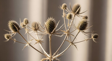 Close up of dried thistle plant with spiky seed heads in natural sunlight