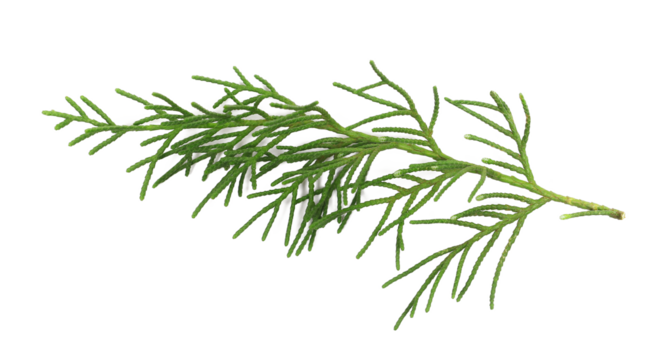 edar branch isolated on white background, top view