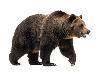 Majestic adult male brown bear with dense dark fur and powerful build, walking mid-stride against a transparent studio background with copy space, concept of wild animal majesty