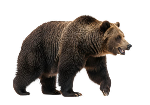 Majestic adult male brown bear with dense dark fur and powerful build, walking mid-stride against a transparent studio background with copy space, concept of wild animal majesty - Powered by Adobe
