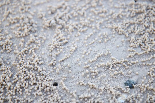 Close-up of tiny sand balls or pellets created by sand bubbler crabs on a tropical beach. Natural abstract pattern on the sand surface during low tide. Unique coastal ecosystem texture showing crab bu
