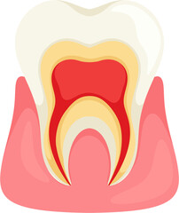 illustration tooth structure