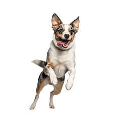 Energetic border collie dog leaping and playing against a black background