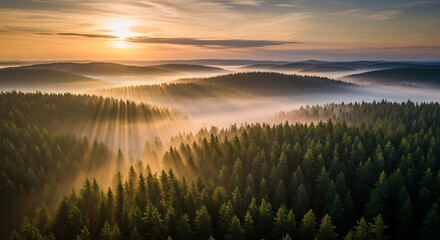 Misty Forest Sunrise with Sun Rays Shining Through Pine Trees Over Rolling Hills