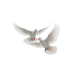 Obraz premium Two graceful white doves in flight, symbolizing peace, freedom, and purity against a isolated backdrop