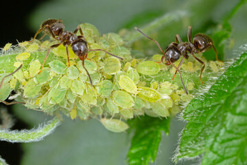 A colony of green wingless aphids on a raspberry shoot and ants drinking honeydew secreted by these insects.