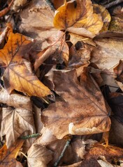 autumn leaves on the ground