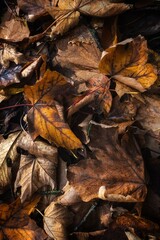 fallen autumn leaves