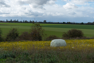 Wrapped hay bale in a yellow field, agricultural scene in summer