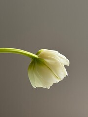  yellow-white tulip