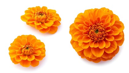 Single blooming orange chrysanthemum flower with stalk isolated on a white background