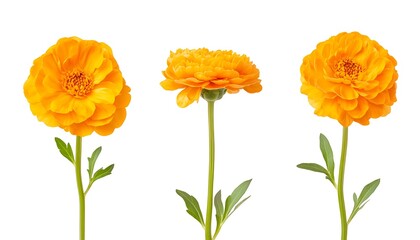 Single blooming orange chrysanthemum flower with stalk isolated on a white background